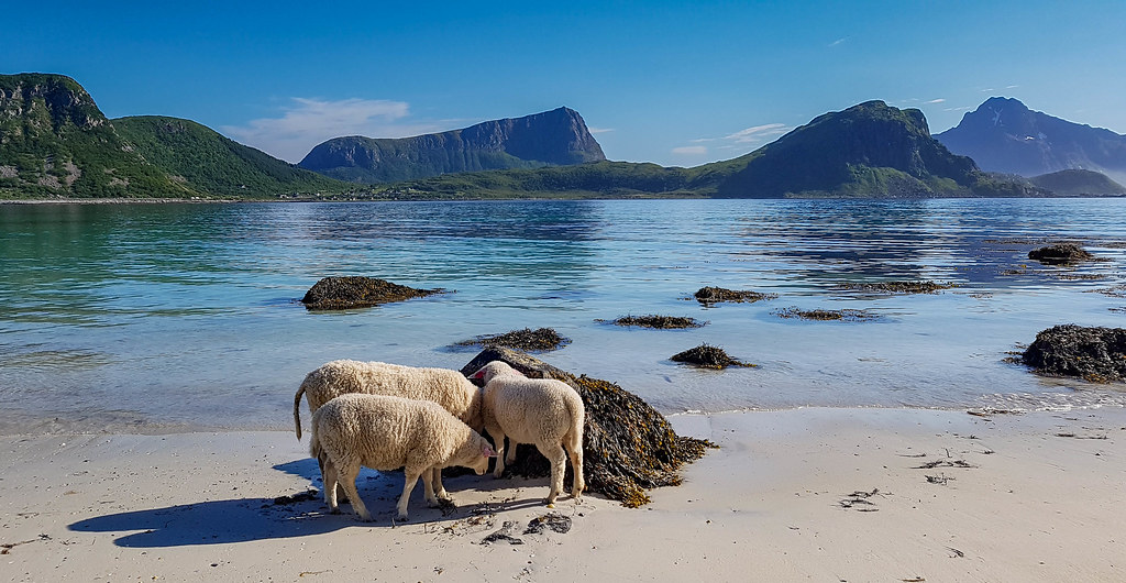 Moutons, plage et paysage, Norvege
