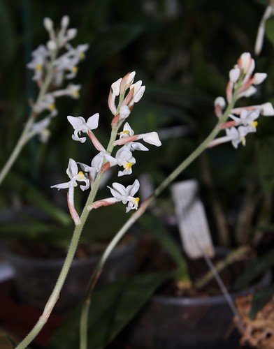 orchidées : nos floraisons au fil des saisons 2010-2013-2014  - Page 16 52292491074_e111739223