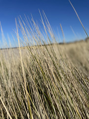 Close up of  the grass in dunes at Nairn beach
