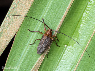Longhorn beetle (Nealcidion badium) - P6101170