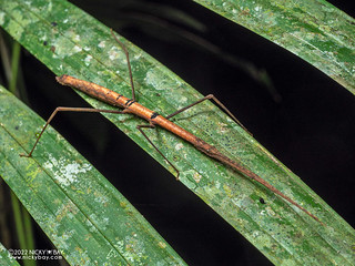 Walking stick insect (Phasmatodea) - P6101211