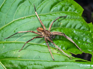 Wandering spider (Ctenidae) - P6101127