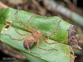 Huntsman spider (Sparassidae) - P6101030