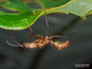 Ant (Ectatomma sp.) - P6100966
