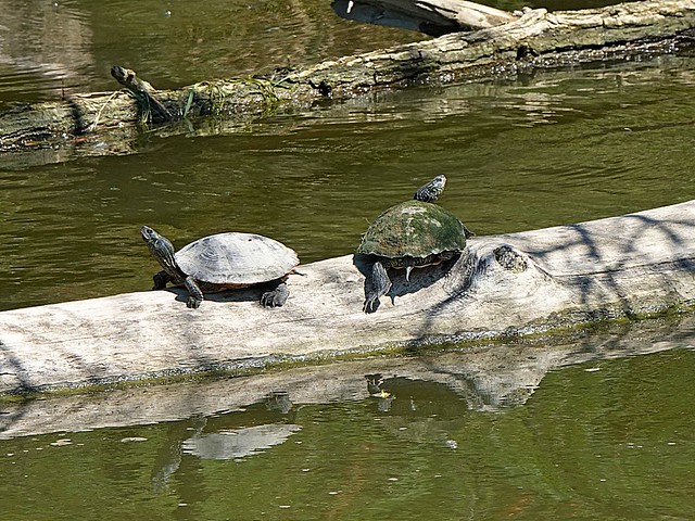Map Turtles