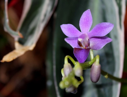 Doritaenopsis 'Purple Gem' f. caerulea  52293475342_31615aa89a