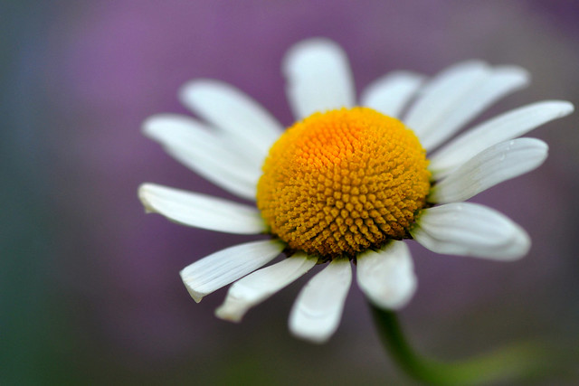 Marguerite Daisy (Argyranthemum Frutescens)