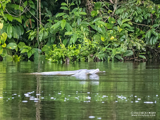 Amazon River Dolphin (Inia geoffrensis) - Q6090152