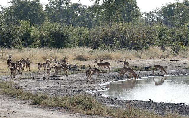 Impala herd at waterhole