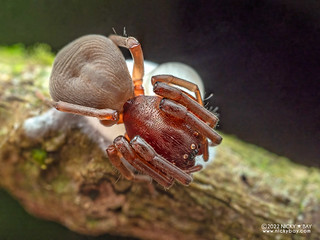 Sac spider (cf. Trachelidae) - P6101025