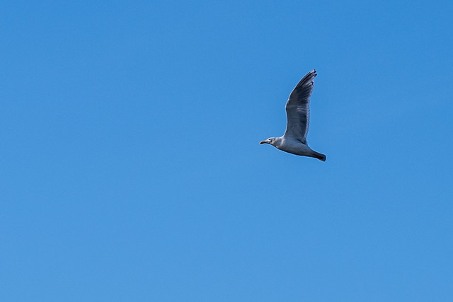 City seagull (_K119890)