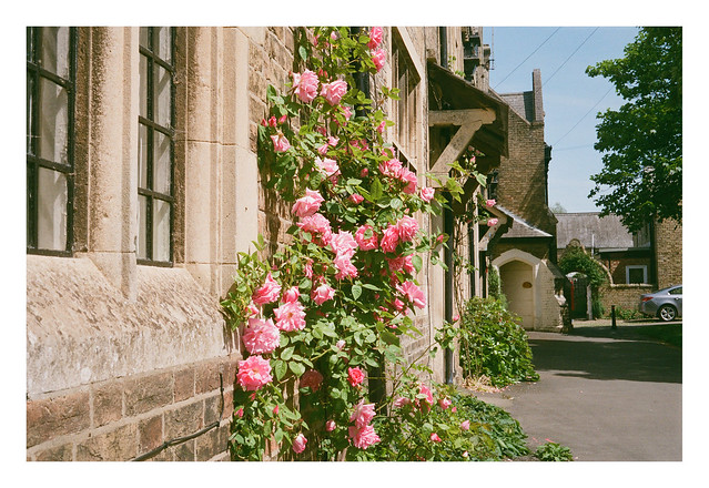 FILM - Thorney roses