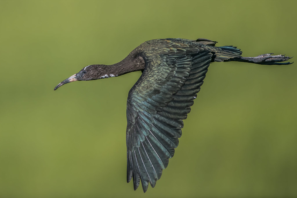 Recently fledged  Glossy Ibis flyby