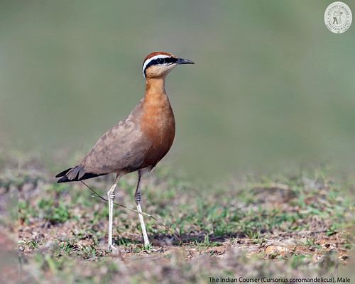 The Indian Courser, Male by AntoGros, The Indian Courser, Male
- Try Viewing it in Full Screen
@ Sulur, Coimbatore Dist
Tamil Nadu, India
