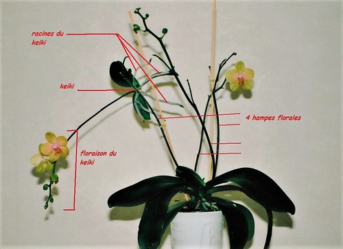 multiplication végétative chez les orchidées 52293739549_e890a4ca53