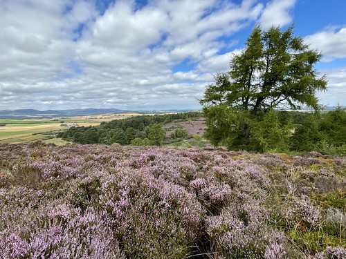 Heather clad hillside | by toughsl