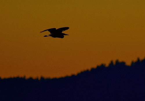 sunset fernridge heron flight orange