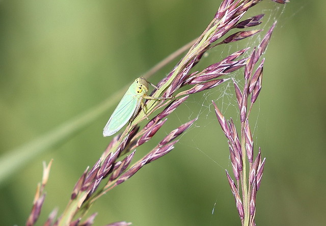 Grøn sumpcikade (Green Leafhopper / Cicadella viridis)