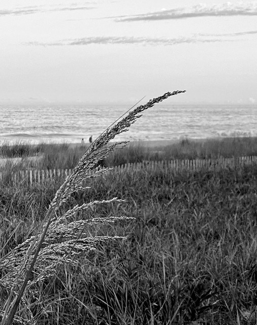 Middlesex Beach ~ Dune Grasses