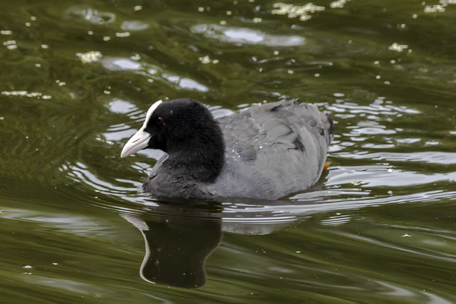 Coot, Inverleith Pond