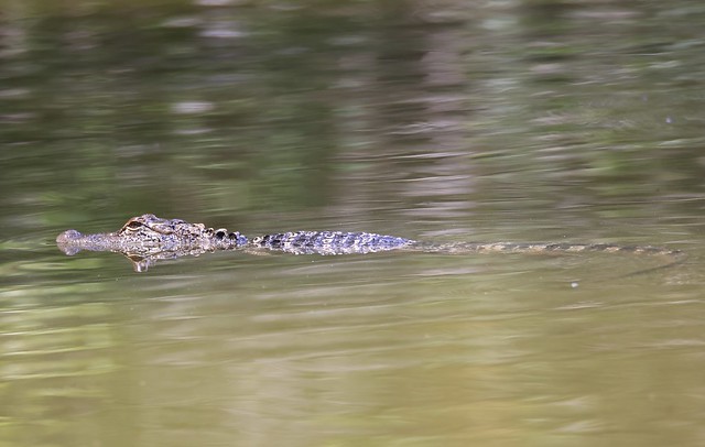 American alligator(explored)