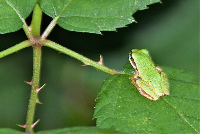 Pacific tree frog (Pseudacris regilla)