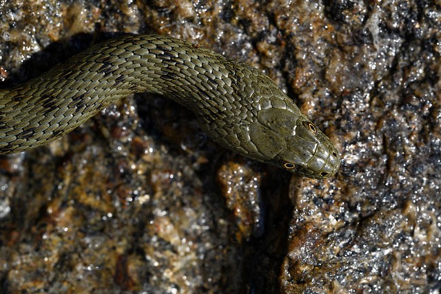 Dice Snake (Natrix tesselata) - head from above