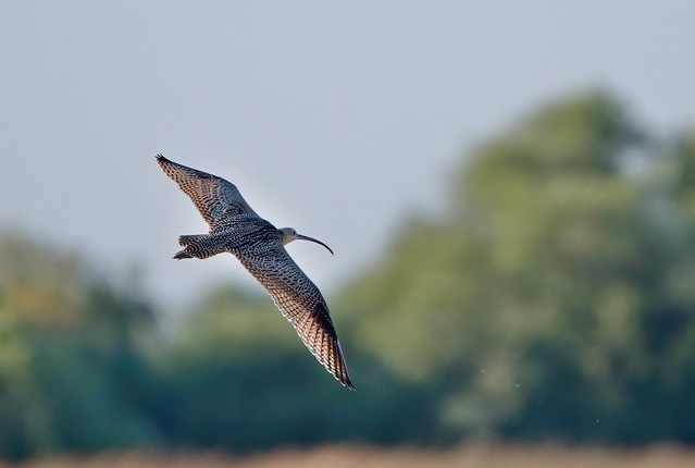 Curlew Topside