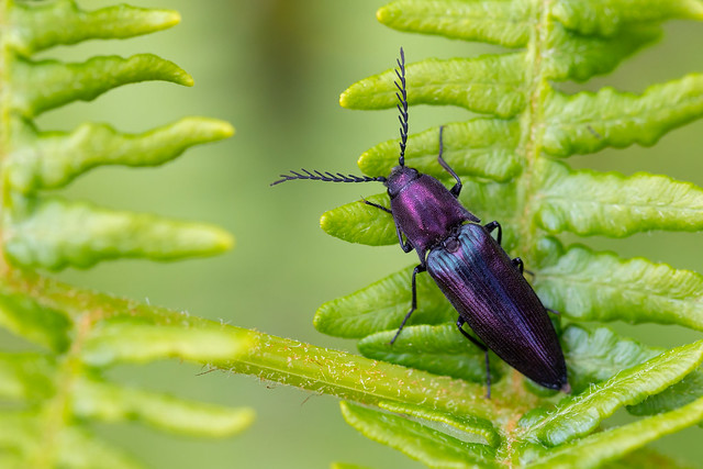 Coppery Click Beetle - Ctenicera cuprea
