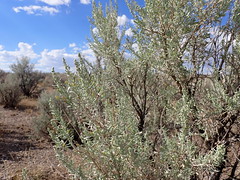 Artemisia tridentata ssp. wyomingensis - Wyoming big sagebrush