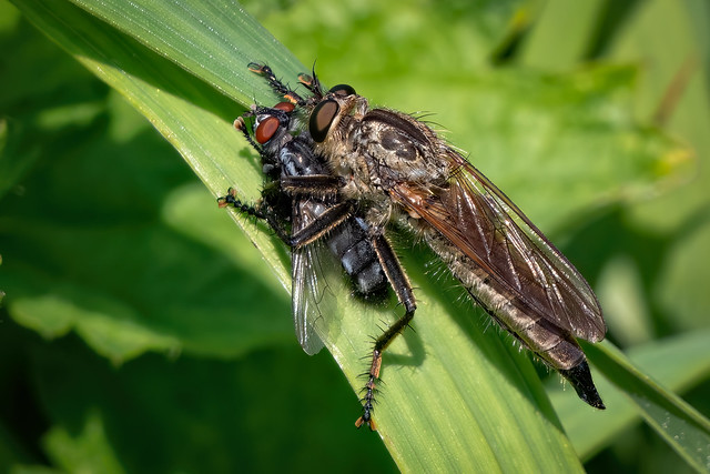 Barbarossa-Fliege (Eutolmus rufibarbis) mit erbeuteter Fliege