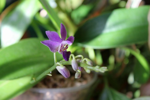 Doritaenopsis 'Purple Gem' f. caerulea  52294461498_bbb5e1b38e