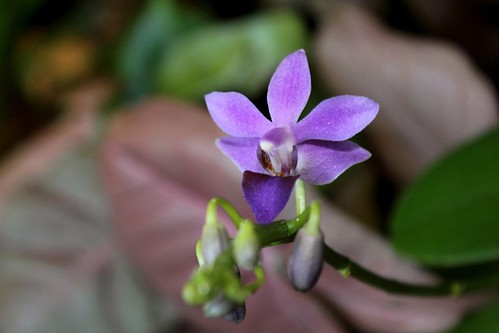 Doritaenopsis 'Purple Gem' f. caerulea  52294722384_24c187c68f