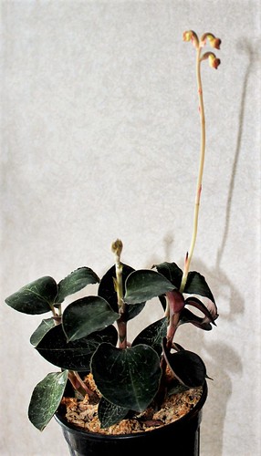Anoectochilus setaceus - orchidée-bijou terrestre 52294765647_ed5f8b612b