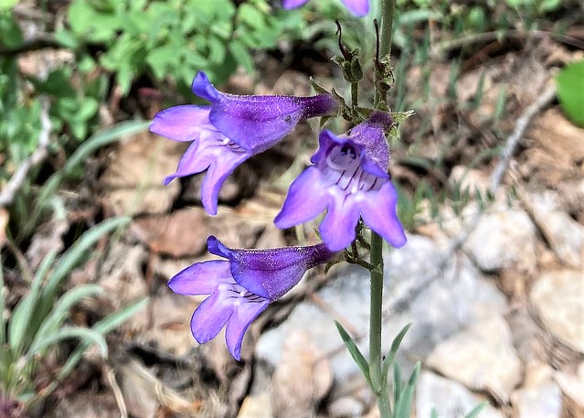 Penstemon sp in flower 3100