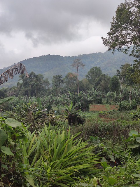 Cloud Forest of Obo Mountain