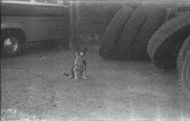 Found film - 1971 Agfacolor Special CNS - Dog
