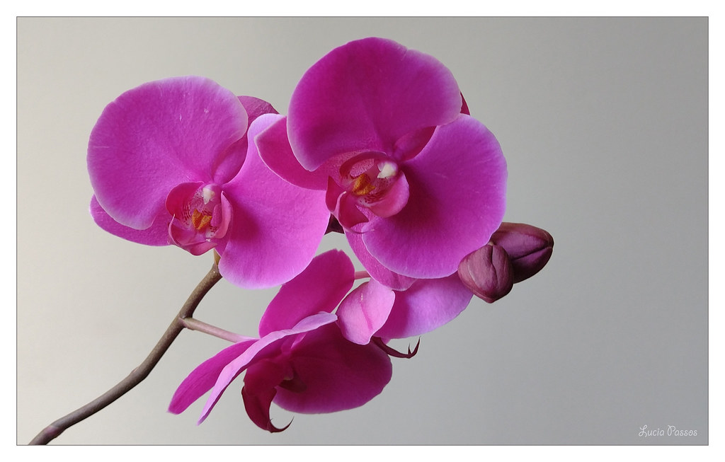 ORQUÍDEA PHALAENOPSIS PINK | My orchid in today's photo | Flickr