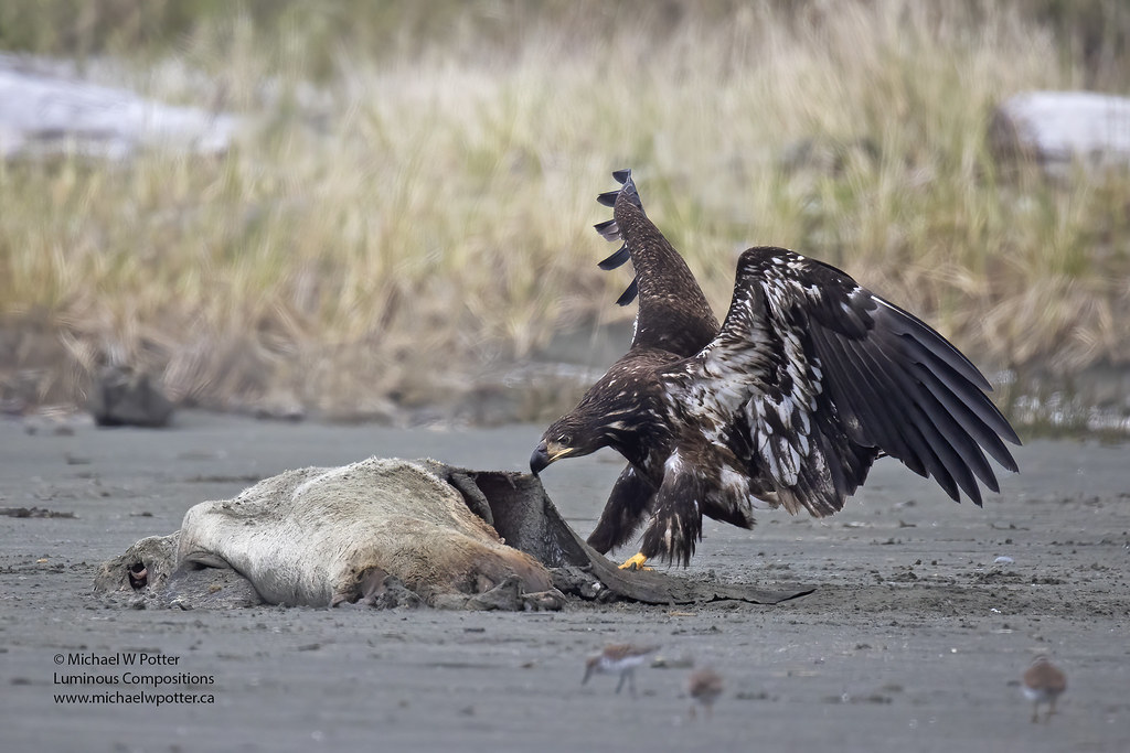 Bald Eagle immature at Sea Lion carcass