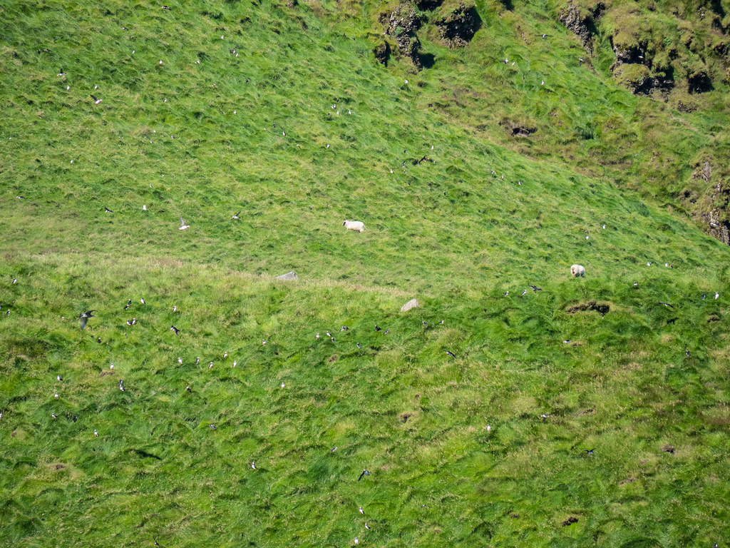 Sheep and puffins