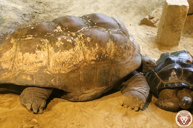 Seychellen Riesenschildkröte (Aldabrachelys gigantea)