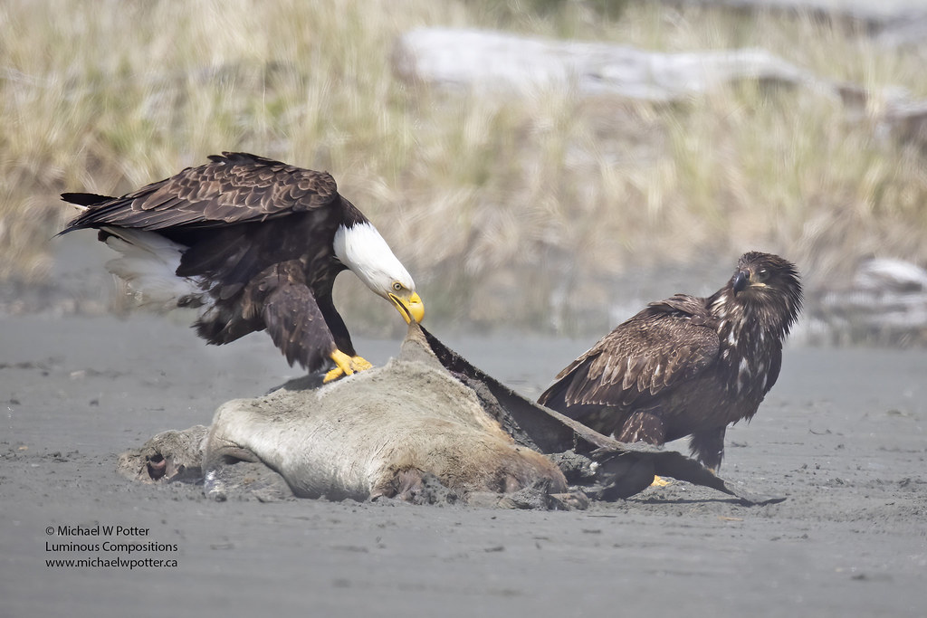 Bald Eagle adult and immature at Sea Lion carcass
