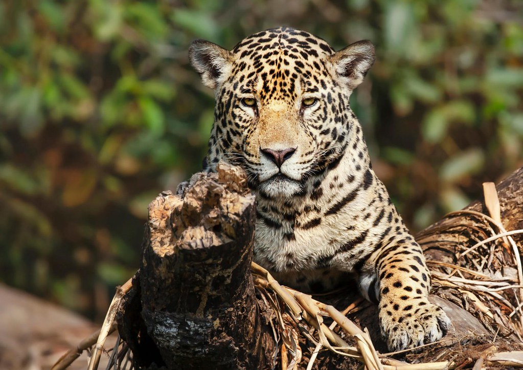 巴西潘塔納爾濕地的美洲豹。圖片來源：Alamy
