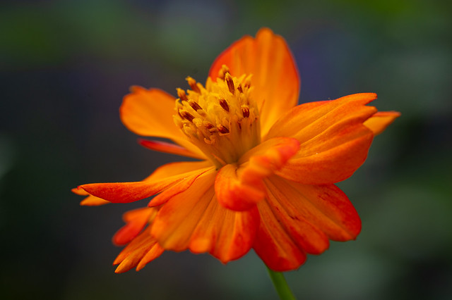 Shining orange blossom
