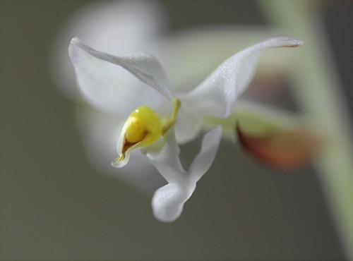 Ludisia discolor - orchidée terrestre, orchidée-bijou 52295841357_bb709e971a