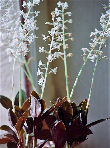 Ludisia discolor - orchidée terrestre, orchidée-bijou 52295841767_0ed6fe1f3f