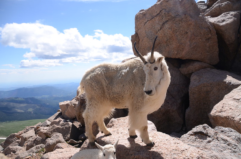 Mountain Goat (6)