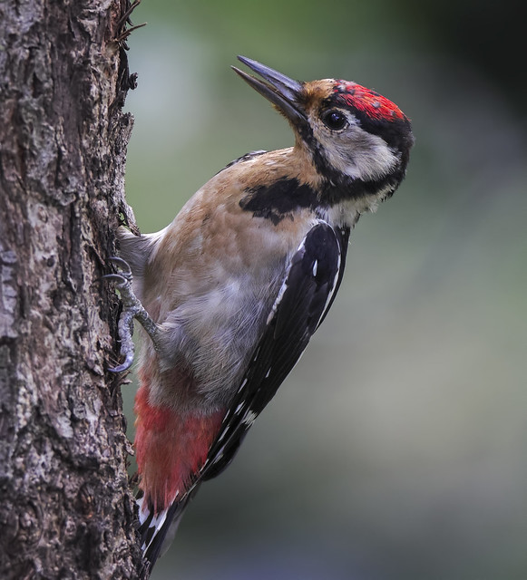 Great spotted woodpecker, young