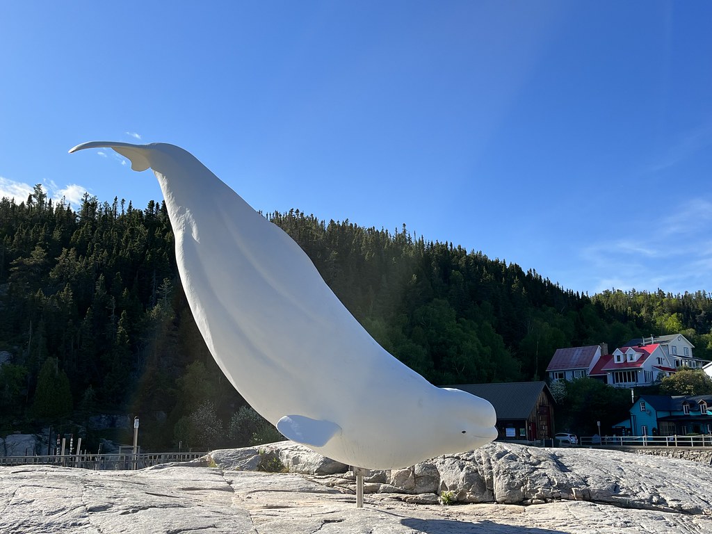 Beluga whale exhibit