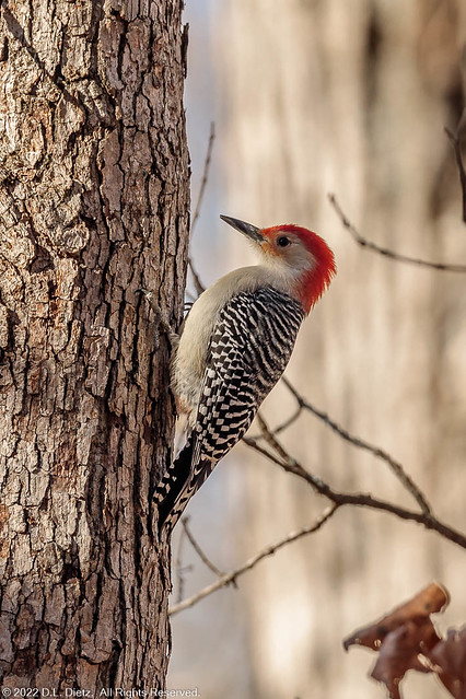 Red-Breasted Woodpecker #2 - 2021-11-19